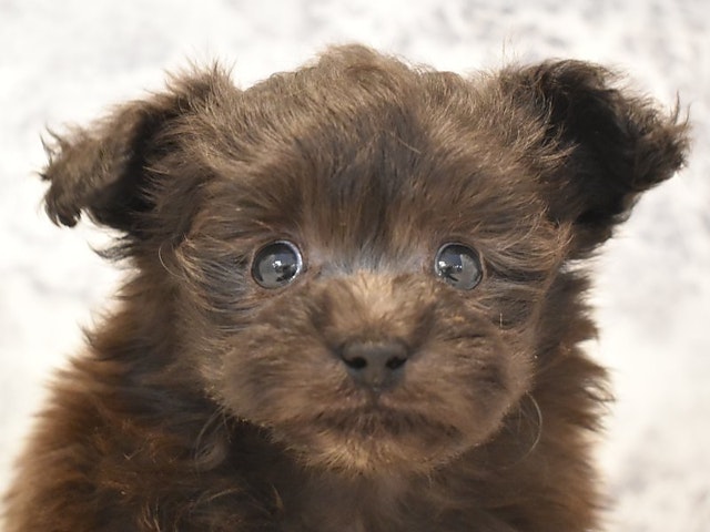 静岡県のハーフ犬 (ペッツワン伊東店/2024年2月9日生まれ/男の子/シルバー)の子犬